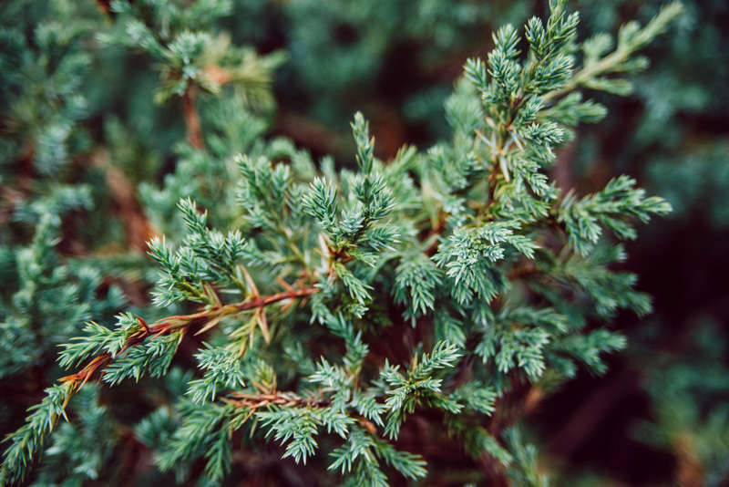 Close-up of lush green juniper branches with dense, needle-like evergreen shrub foliage